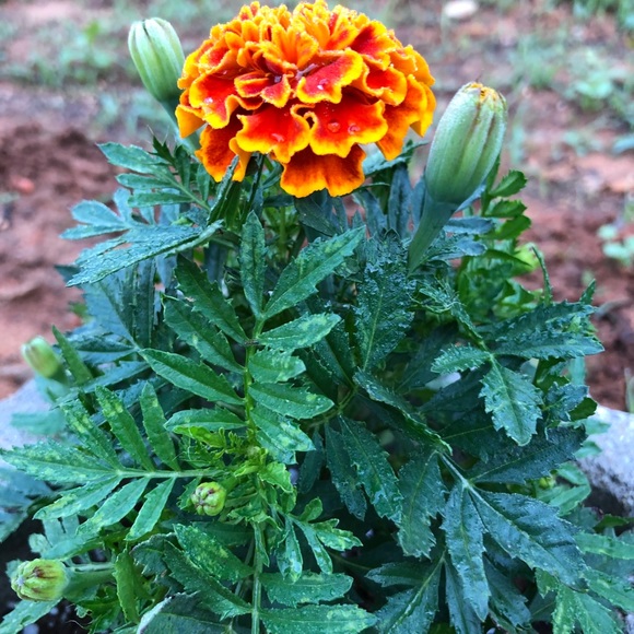 Meet your Posher, Winfred - Picture 8 of 8